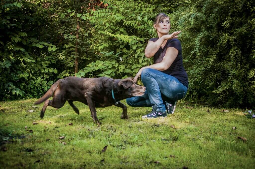 Hundetrainer Niederösterreich