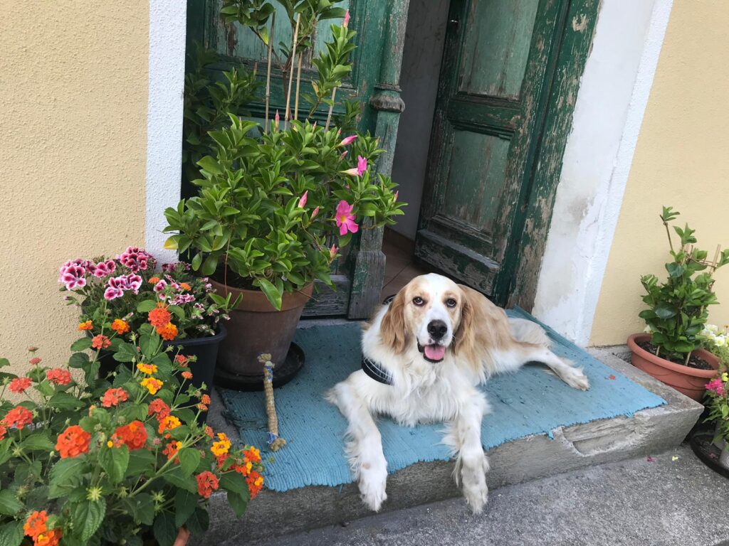 Hundetrainerin Steinherr